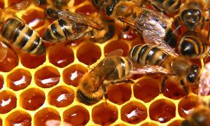 Полезные и вкусные рецепты с мёдом Подсолнечный мед поможет при кишечных коликах