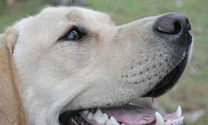 Симптомы и лечение фарингита у собак