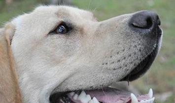 Symptomen en behandeling van faryngitis bij honden