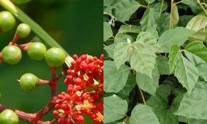 Cissus: คำอธิบายพันธุ์การดูแลและการสืบพันธุ์