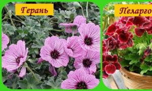 Kambarinis pelargonijos - nuotrauka, rūšys, priežiūra, dauginimas, gėlių naudojimas