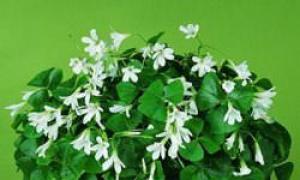 Carob oxalis: คำอธิบาย