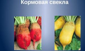 Чим відрізняється кормовий буряк від цукрового: основні відмінності Кормовий буряк відмінність від їдальні