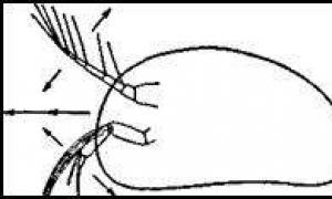 Отряд Веслоногие ракообразные (Copepoda) Личинка циклопа называется