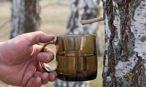 Birch sap - composition, useful properties and contraindications