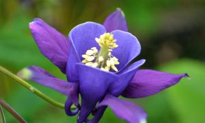 Aquilegia gėlės, augančios iš sėklų